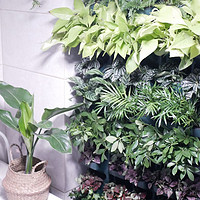 一摩尔花园 篇一：快手超简单自制家庭植物墙，超高颜值！