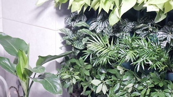 一摩尔花园 篇一：快手超简单自制家庭植物墙，超高颜值！ 
