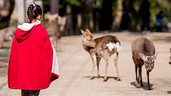 带娃游日本 篇一：奈良，游完几大主题乐园之后娃最喜欢的城市依然是它 
