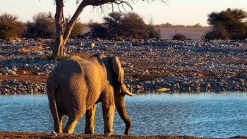 我在纳米比亚转了个圈 篇九：我在纳米比亚转了个圈 篇九：这里是动物世界，Safari的圣地~~~ 
