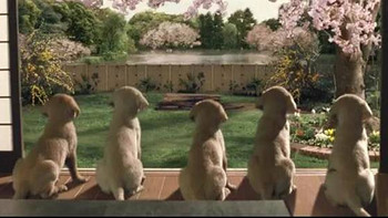 胸毛看电影 篇七：关于你和狗狗的一切感人瞬间都在这些电影里！ 