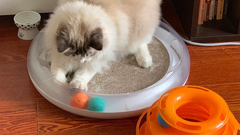 猫用品 篇三：养猫的最强全套装备：饮水机 猫碗 猫砂 猫玩具 猫抓板 猫窝 推荐分享 