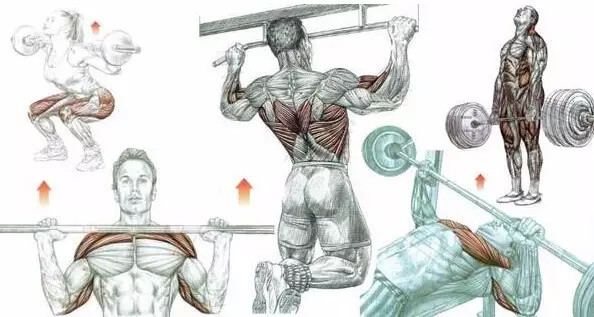 如何高效增肌？针对一块肌肉狠练，还是针对一组肌肉？