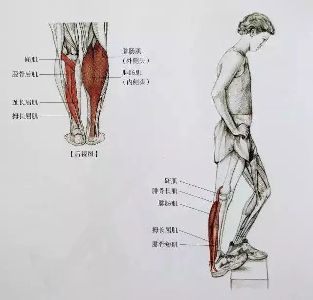 19个小腿拉伸动作，告别粗壮小腿