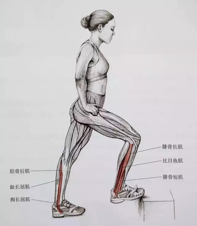 19个小腿拉伸动作，告别粗壮小腿