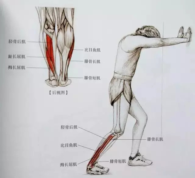 19个小腿拉伸动作，告别粗壮小腿