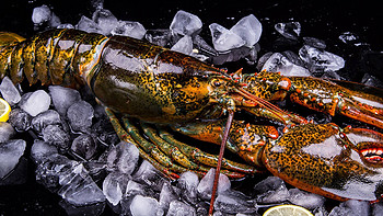 发现澳洲 篇一：清蒸澳洲龙虾的做法 清蒸澳洲龙虾怎么做才好吃 