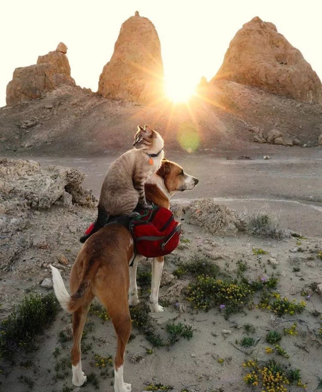 超有爱旅行照！我居然会如此羡慕一猫一狗···