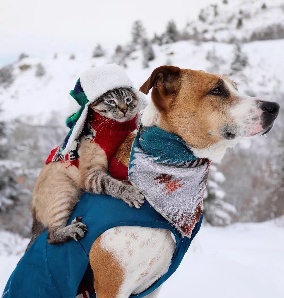 超有爱旅行照！我居然会如此羡慕一猫一狗···