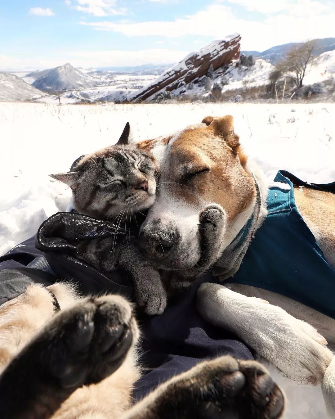 超有爱旅行照！我居然会如此羡慕一猫一狗···