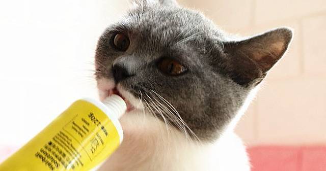猫咪消化不好食欲不振，可能是需要食用这个小食品，嗯！真香