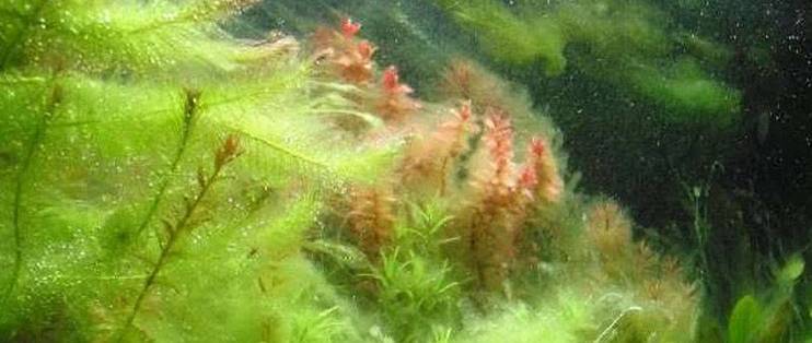 草缸怎么才能避免藻类的困扰 草缸施肥控藻是什么机制 什么值得买