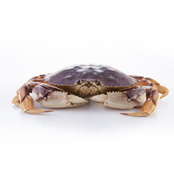 10种网上能买到的螃蟹种类盘点，除了大闸蟹、梭子蟹还能买到啥？