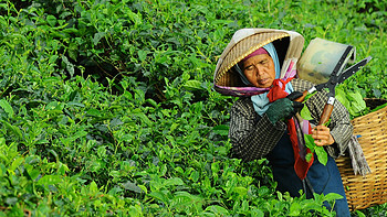 说茶 篇一：茶的世界之旅与异域风情 