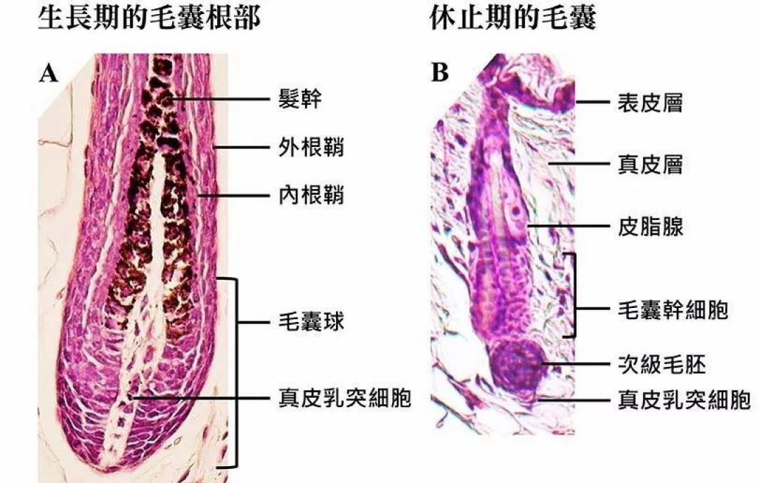 头发洗护指南:拿什么拯救你,我的头发