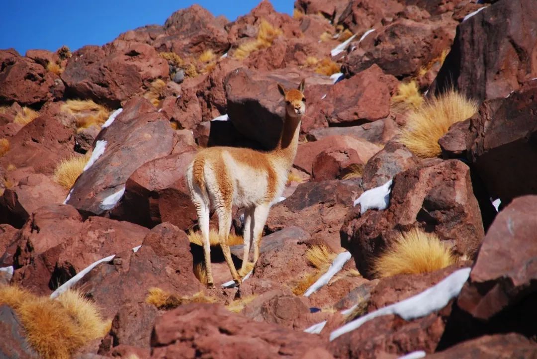 Vicuña | 料中贵族，做出来的西装比车贵