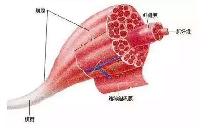 健身的正确姿势：为啥只长力量不增肌？7个小技巧帮你突破健身瓶颈！