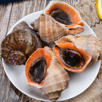 25种贝壳类海鲜盘点，你最常吃的是哪一个？