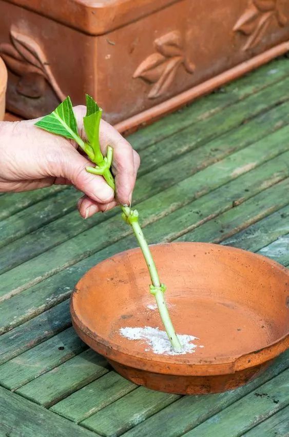 这几种花再便宜都别买，1片叶就能爆出10盆花！