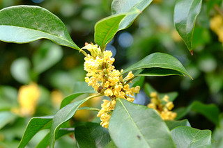 桂花乌龙茶 珍藏一季桂花香