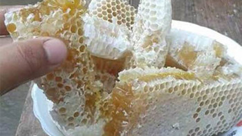 达文西之生活系列 篇六：达文西之野生蜜蜂抓捕实录蜂蜜收割及蜂蜜真假辨别方法的辟谣 