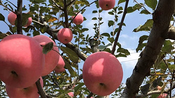 空空如也杂文集合 篇十二：漫步原生态苹果园，感受原汁原味的陕西苹果！这一口香甜值得回味！ 