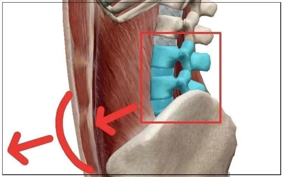 健身减肥小知识:普遍问题讲解——如何去除小腹赘肉