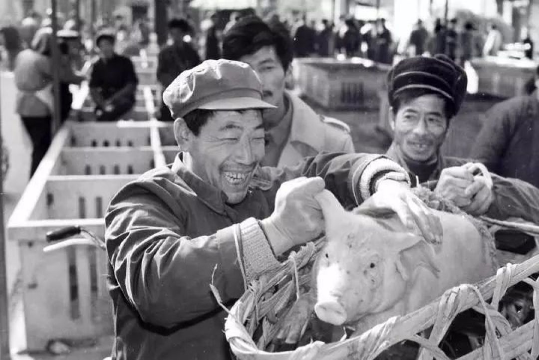 救救回锅肉！中国土猪消亡史