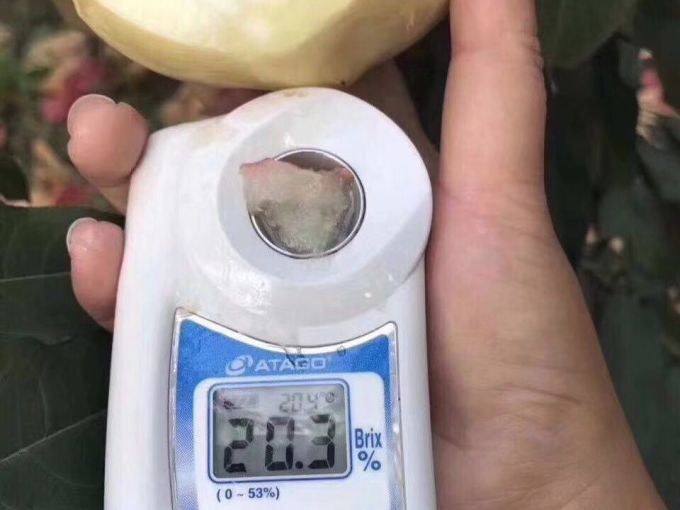它的甜破了吉尼斯纪录,却只有1%的人知道!