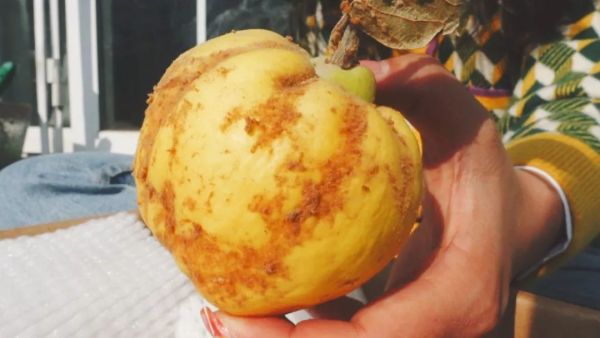 这种水果坚硬无比,只有最锋利的刀才能切它!【奇葩美食】