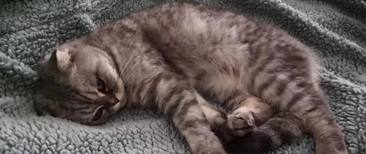 养猫少女的猫粮推荐u2014u2014希尔思_猫粮_什么值得买