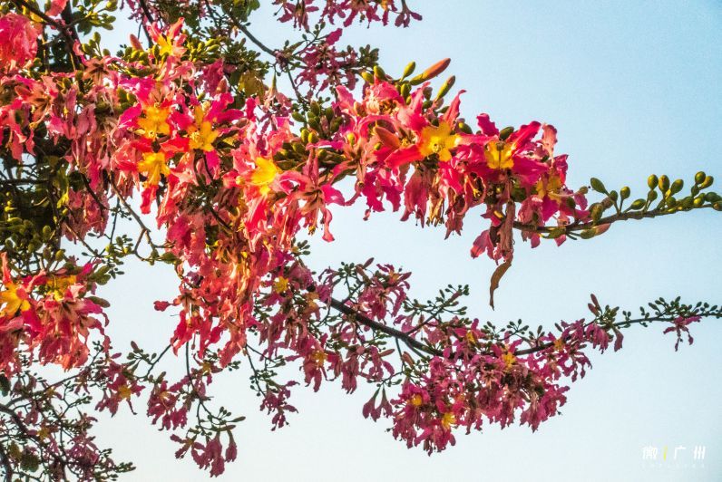 华师，广州人最大的花园！