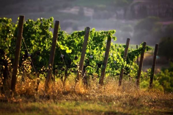 意大利传奇Brunello di Montalcino,喝之前你最好了解这些