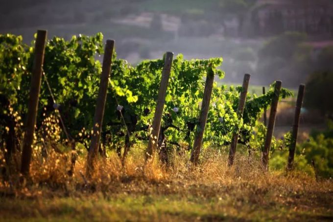 意大利传奇Brunello di Montalcino,喝之前你最好了解这些
