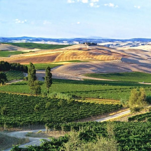 意大利传奇Brunello di Montalcino,喝之前你最好了解这些