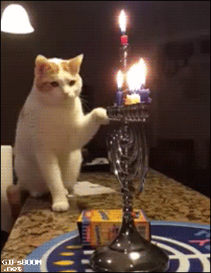 家养猫咪常见病大全+治疗方案，为主子一键收藏！