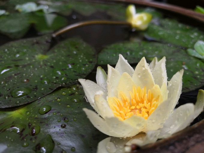 鲜花绿植