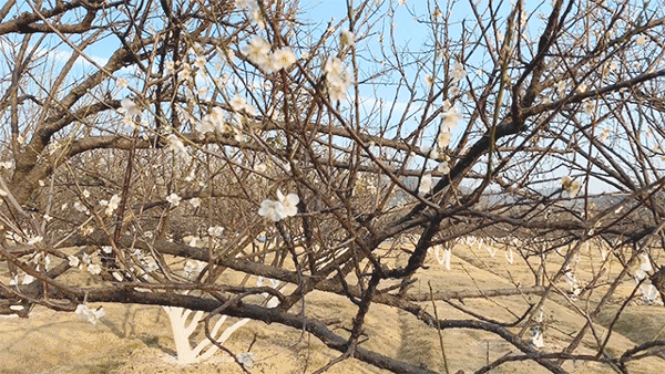 刚刚，广州“下雪”了！800000㎡一片雪白…