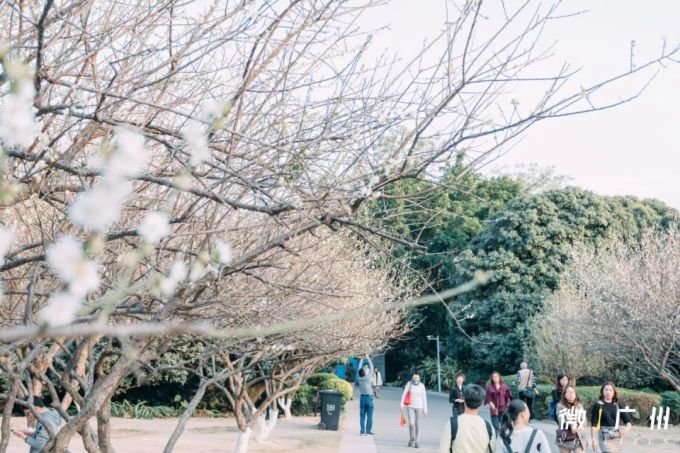 刚刚,广州“下雪”了!800000㎡一片雪白…
