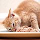 关于猫主子主食猫罐头性价比 哪款更值得入手？