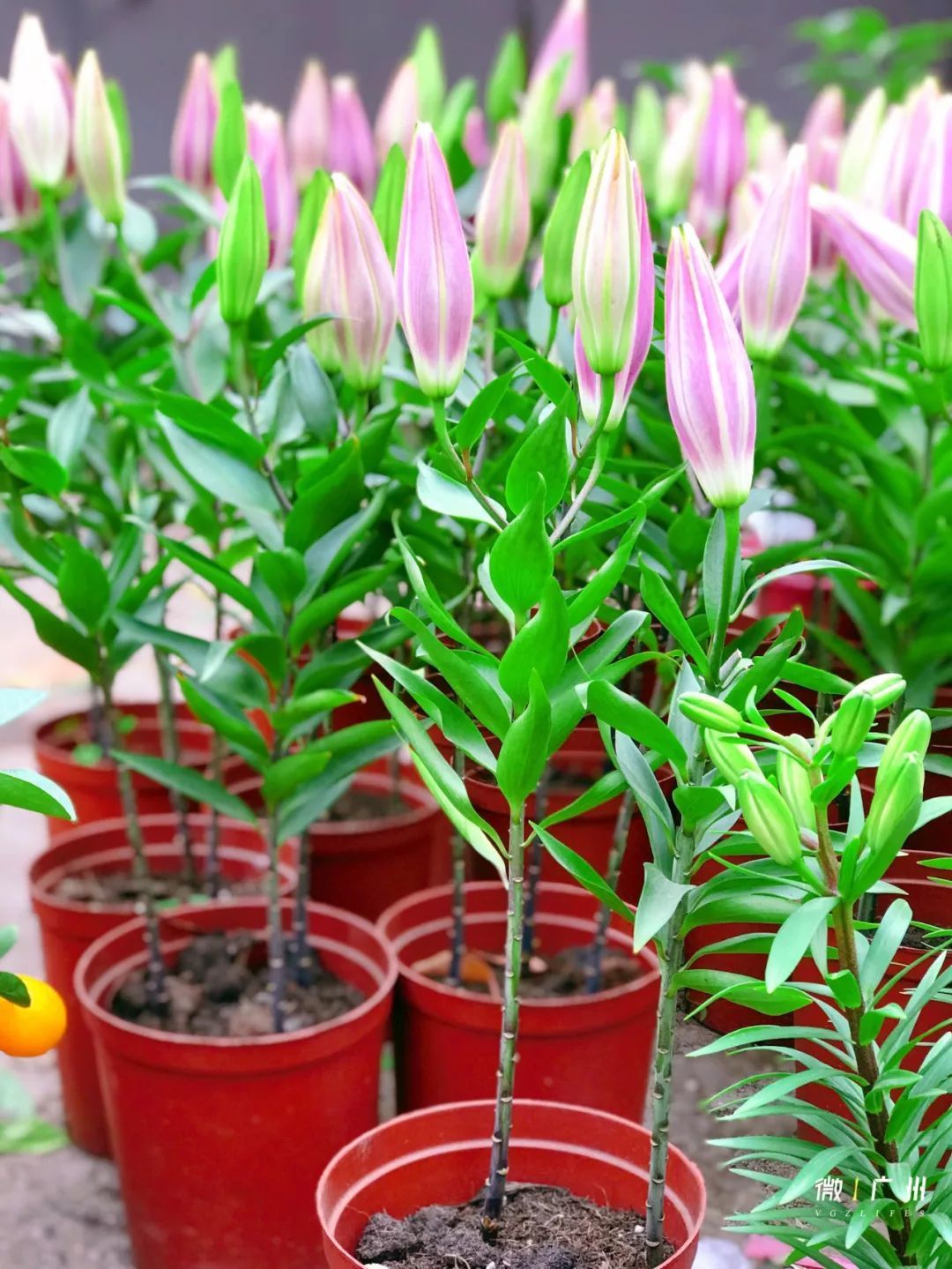 有一种执着,叫老广买年花:“就算下冰雹,我哋都要行花街!”