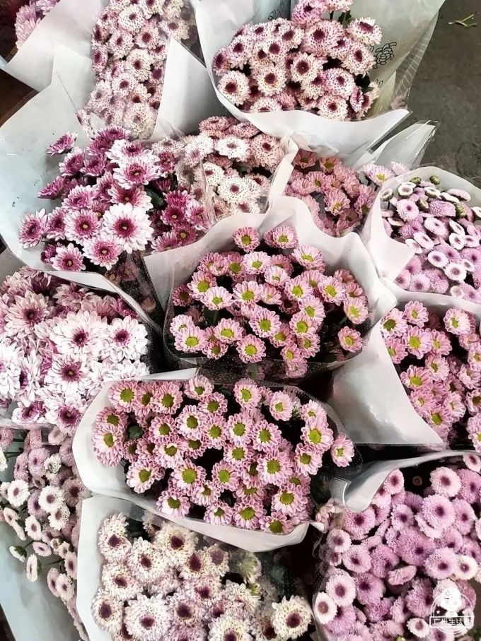 可用207.jpg 富贵竹8蚊/扎,百合10蚊/扎…广州这个花卉市场,买花只要白菜价!