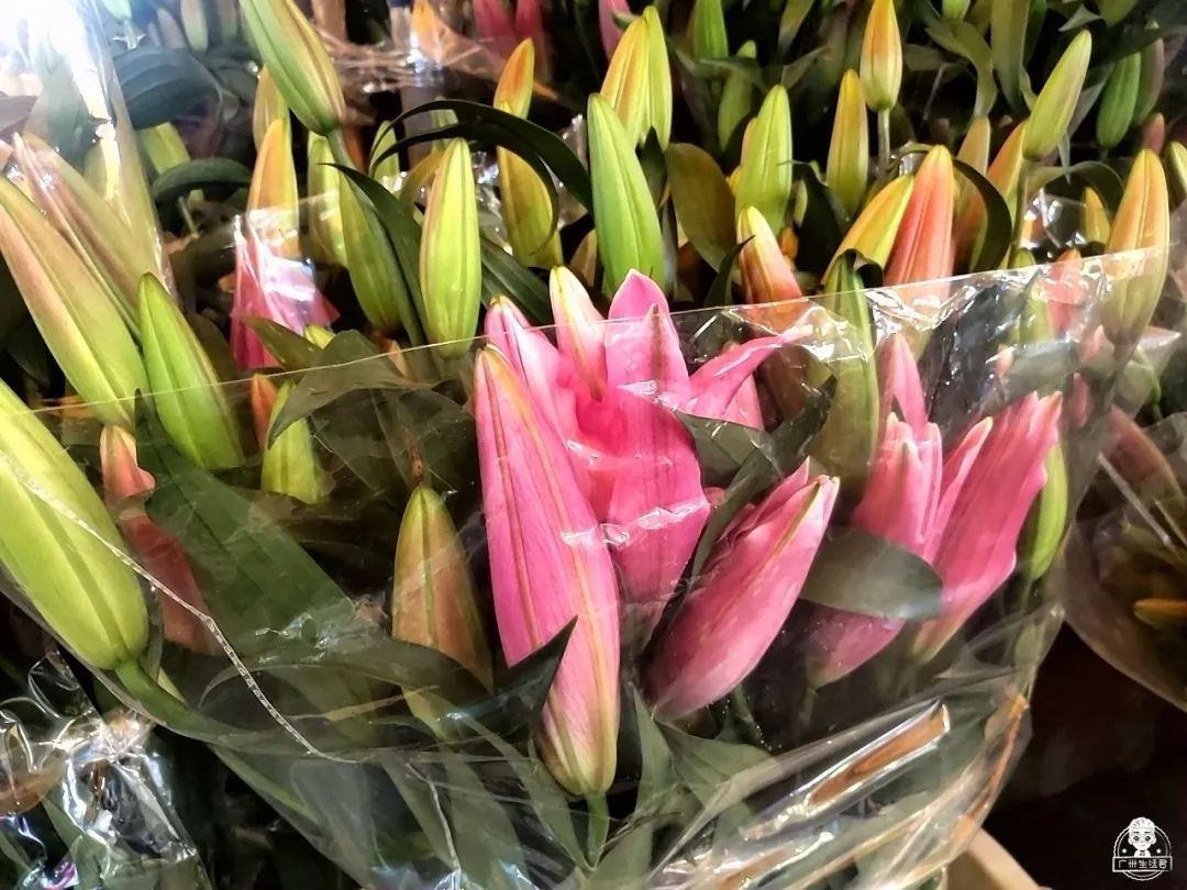 富贵竹8蚊/扎，百合10蚊/扎…广州这个花卉市场，买花只要白菜价！