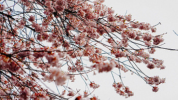 【玩不丧志】 篇五十八：春天来了，赏樱花不去日本，带上攻略立马飞这个国家！ 
