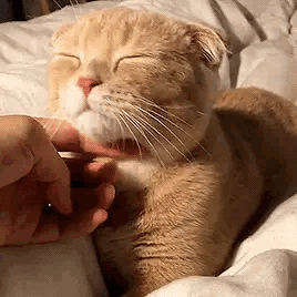 会拍照的铲屎官,拍的猫片最有趣!