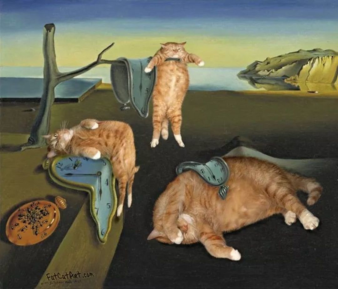 会拍照的铲屎官,拍的猫片最有趣!