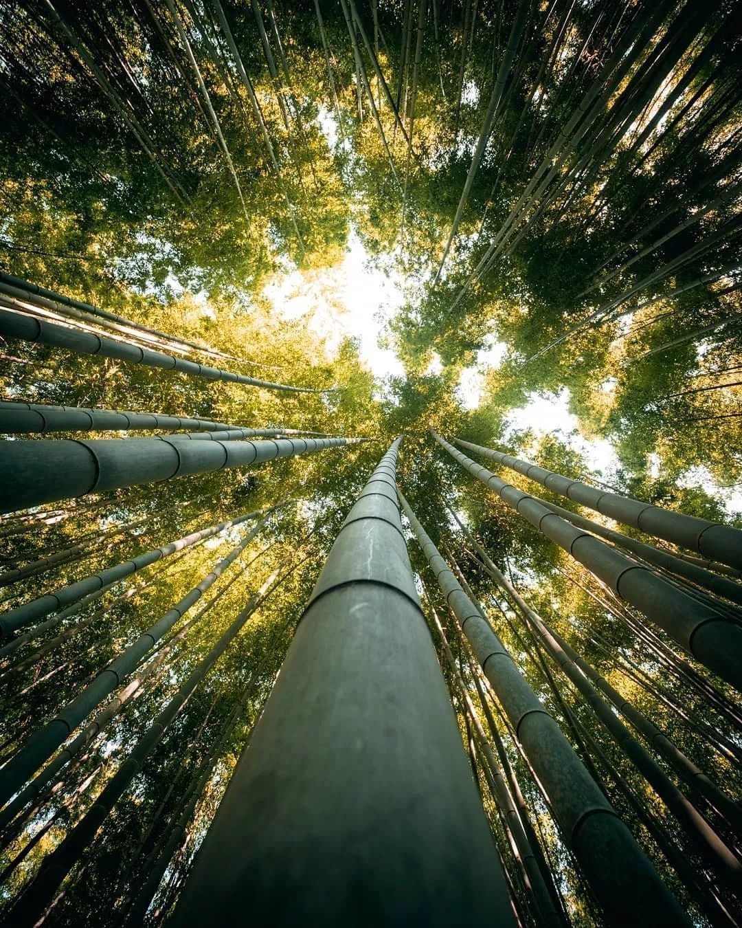 他镜头下的中国美如诗！还拍下最美日本街道