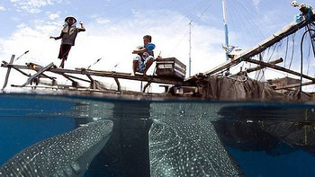 旅游攻略 篇三百五十三：在菲律宾宿务如何正确的跳岛玩海，你选择看鲸鲨还是沙丁鱼风暴 