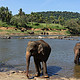 大象孤儿院和令人失望的科伦坡