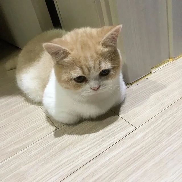 超神奇,我养的猫居然会变形